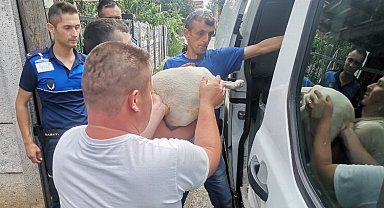 Düzce'de yasaklı ırk köpek yetiştirenlere operasyon