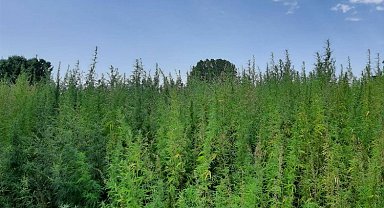 Edirne'de Jandarmadan kenevir operasyonu