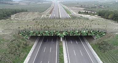 'Ekolojik Köprü'ler yaygınlaşıyor