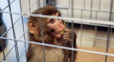 Firari maymun Bodrum'a emanet