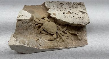 Gümrük'ten 'kaçak fosil' operasyonu