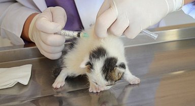 Hasta yavru kediye Bozüyük'ten yardımeli