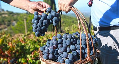 Kaliteli üzüm hasadını belediyeye borçlular!