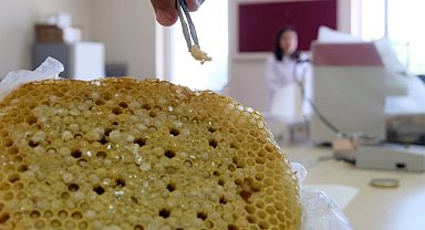 Kanserle mücadeleye Bingöl'den yeni umut: Apilarnil