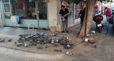 Keşan'da hayvansever esnaf her gün güvercinleri besliyor