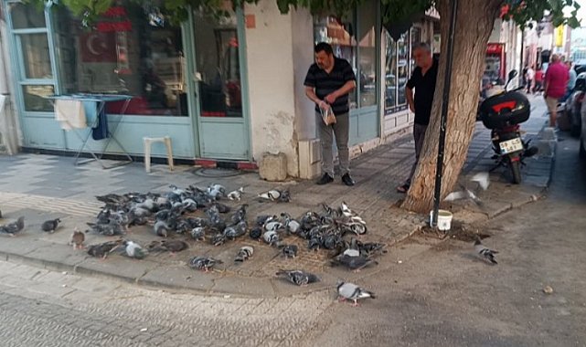Keşan'da hayvansever esnaf her gün güvercinleri besliyor