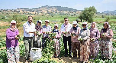 Kornişon üreticilerinde hasat sevinci