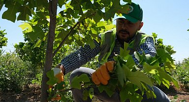 Malatya'da 30 bin fidan dikime hazır