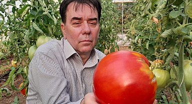 Pazaryeri'nde bu domatesleri gören şaşırıyor!