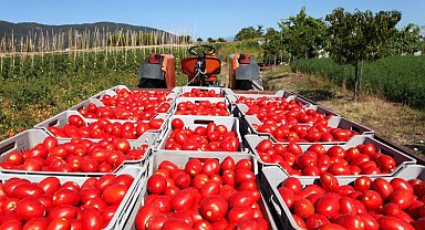 Salça ihracatındaki kısıtlama tedirgin ediyor... Kısıtlama kaldırılmalı!