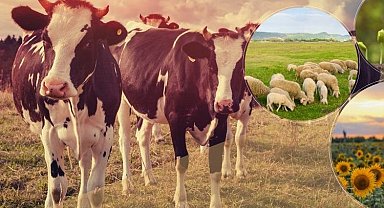 Tarımsal ödemeler çiftçilerin hesaplarında