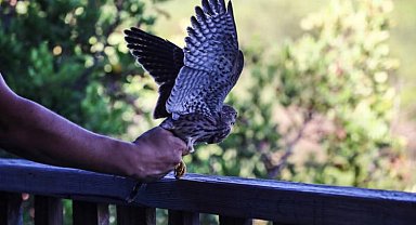 Tedavi altında olan Kerkenez özgürlüğe kanat çırptı