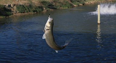 Toprak havuzlarda balık üretimi yaygınlaşıyor