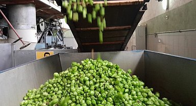 Türkiye ekonomisine katkı sağlıyor... Şerbetçiotu hasadı başladı