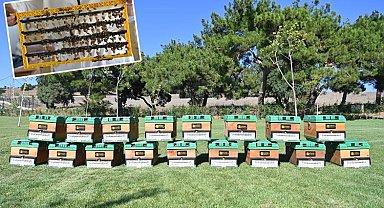 Türkiye'nin en büyük Balı Ormanı