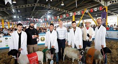 Türkiye'nin en kapsamlı küçükbaş hayvancılık festivali için geri sayım başladı