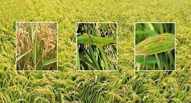 Uzunköprü Ziraat Odası'ndan 'çeltik yanıklığı' bilgilendirmesi