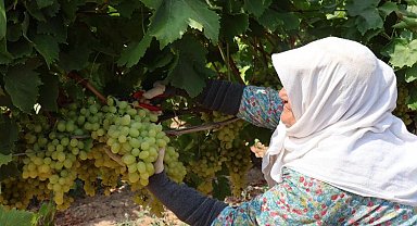 Yaş üzümde 200 milyon dolar aşılacak