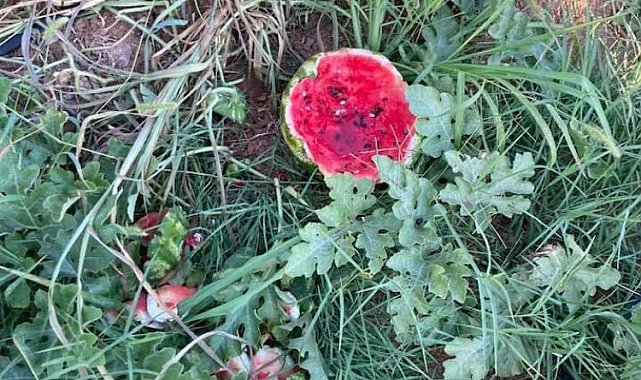 Bursa Yenişehir'de yaban hayvanları karpuzlara dadandı! Üretici çiftçiler helal etti!