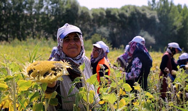 Çorum'da ayçiçeği hasadı sevinci