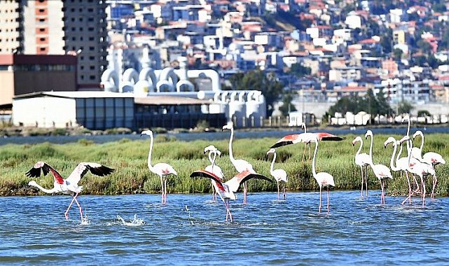 Doğaseverler İzmir'de bu festivali bekliyor