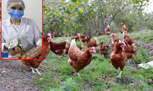 Kafessiz yumurta ürettiler