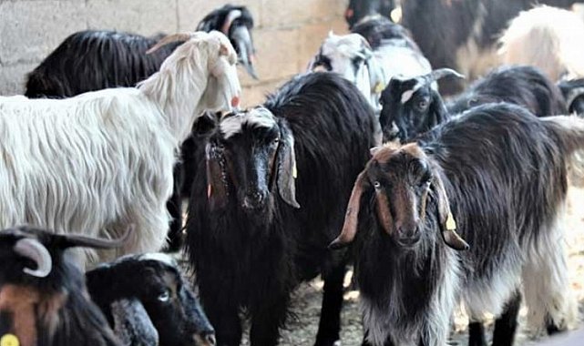 Kıl Keçisi Projesi için son başvuru 15 Eylül'e uzatıldı