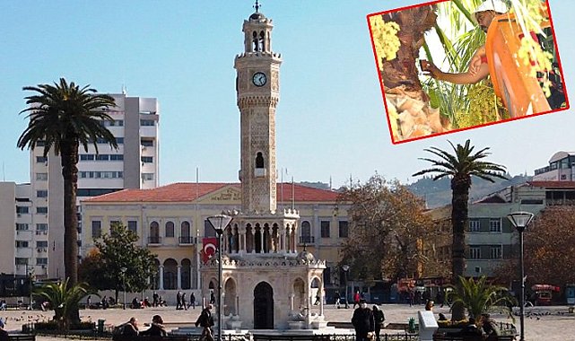 Palmiye ağaçları koruma altında