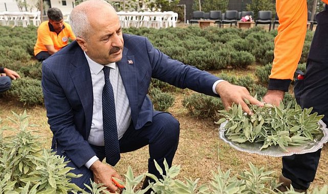 "Şifa Kapısında" bitki hasadı