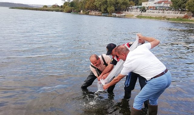 Bursa'da 4 milyona yakın sazan yavrusu göletlere bırakıldı