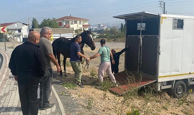 Çayırova'daki başıboş at Tekirdağ'a gönderildi