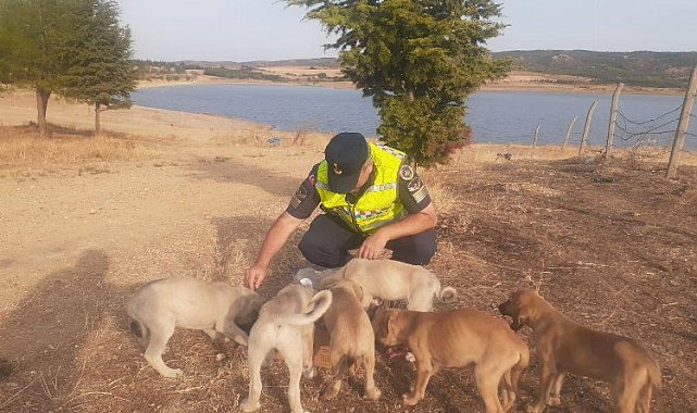 Jandarma Seydiköy'de terk edilmiş yavru köpeklere sahip çıktı