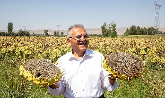 Kayseri Büyükşehir'den ay çekirdeği kurutma sahası