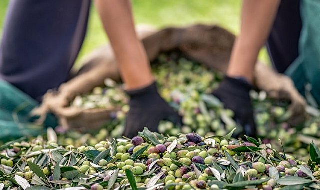 Sofralık zeytin ihracatı 100 bin tonu aştı