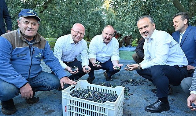 Bursa zeytininde hasat bereketi