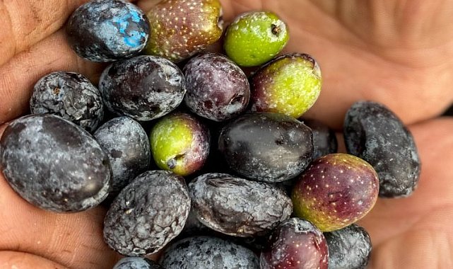 Garaova Dilmit Zeytin Şenliği'ne hazırlanıyor
