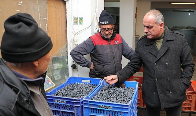 Gemlik zeytini alım fiyatları yüzde 20 arttı!