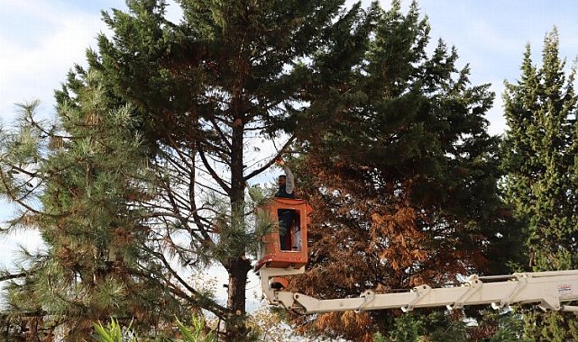 İzmit'te tehlikeli ağaca belediye müdahalesi