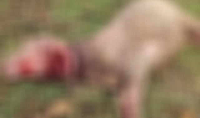 Düzce'de sahipsiz köpekler 3 koyunu telef etti