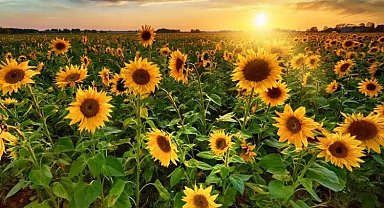 Ayçiçeği tohumu ve yağında tarife kontenjanı