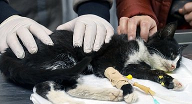 Bursa'da 2023'te 35 bin 'can'ın tedavisi gerçekleşti