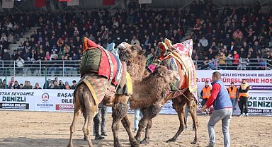 Deve güreşleri nefes kesecek
