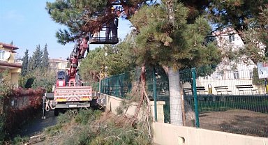 Dilovası'nda ağaçlara bakım