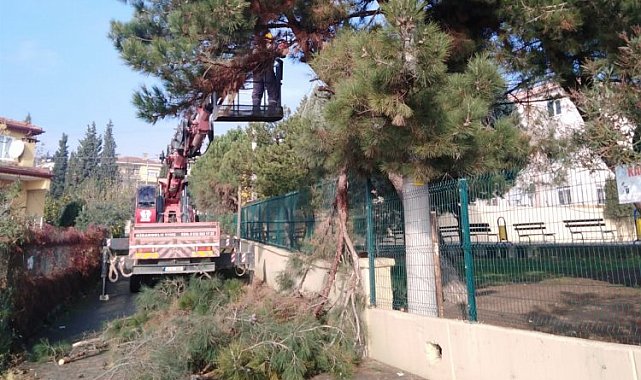 Dilovası'nda ağaçlara bakım