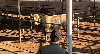 Hayvancılığı şaha kaldıracak tesis