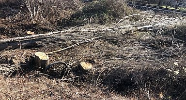 Kestiği ağaç üzerine devrildi