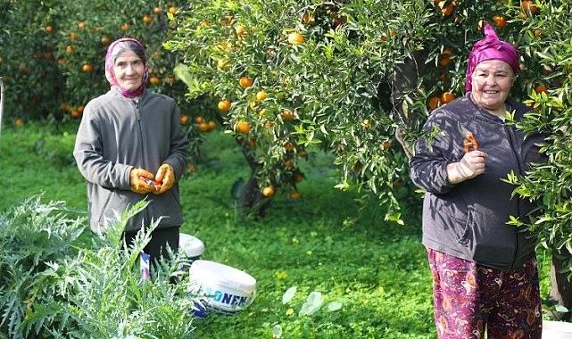 Mandalin hasadında imece ruhu canlandı