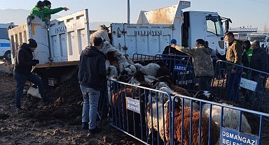 Tarım arazilerine zarar veren koyunlara Osmangazi Zabıtası'ndan müdahale