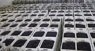 Zeytin üreticisi ortaktan 2,8 milyar TL'lik teslimat