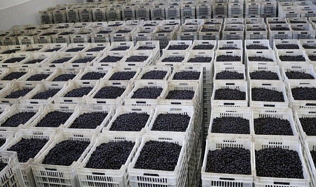 Zeytin üreticisi ortaktan 2,8 milyar TL'lik teslimat